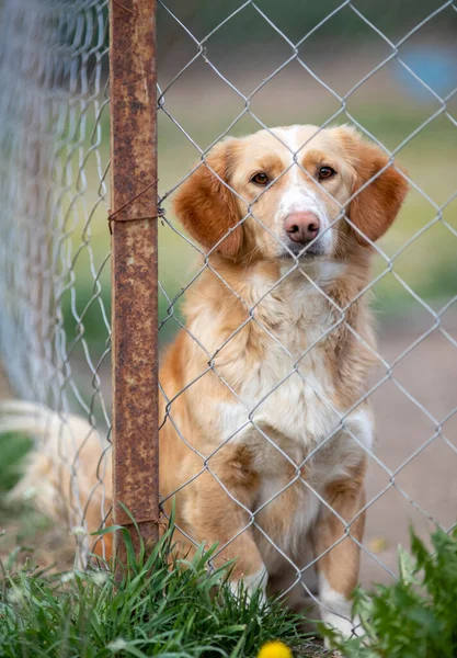 Cute Abandoned Dog Siting Bars Looking Camera Asylum Vagabond Hounds — Stock fotografie