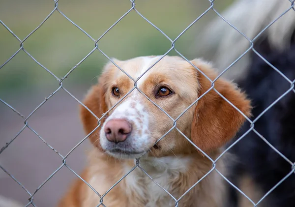 Cute Abandoned Dog Standing Bars Asylum Vagabond Hounds — Stock fotografie