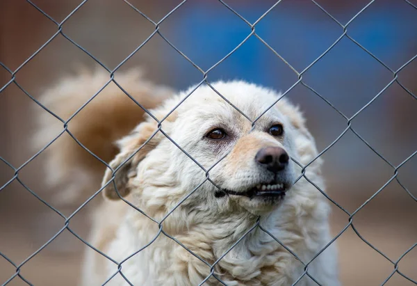 Cute Abandoned Dog Standing Bars Asylum Vagabond Hounds Pushing Snout — Stock Photo, Image