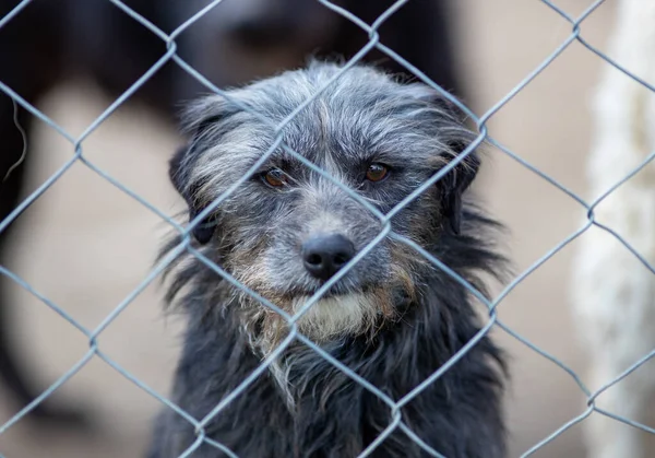 Cute Abandoned Dog Standing Bars Asylum Vagabond Hounds — Stock fotografie