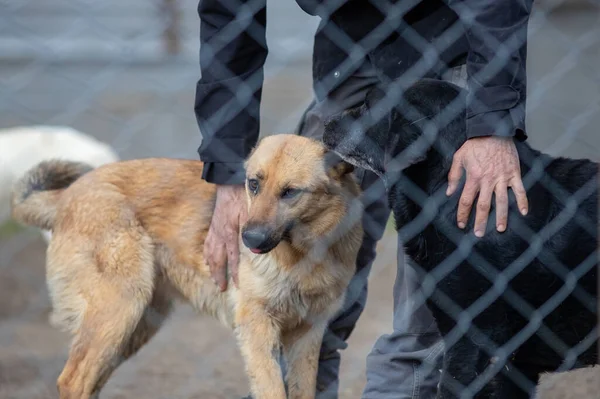 Man Guardian Hound Asylum Cudling Two Abandoned Dogs Bars — Stock Photo, Image