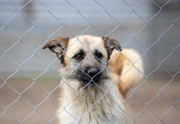Cute Abandoned Dog Standing Bars Asylum Vagabond Hounds — Stockfoto