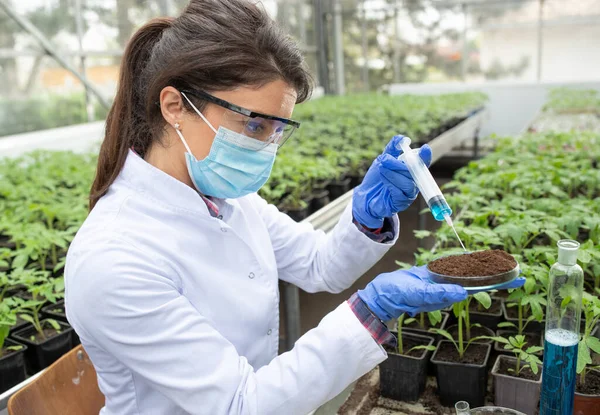 Young Pretty Woman Agronomist Applying Chemicals Soil Pile Petri Dish — Foto de Stock
