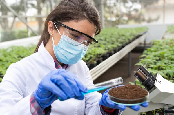若いかなりの女性農学者は 温室内のペトリ皿の中の土の山に化学物質を注ぐ — ストック写真