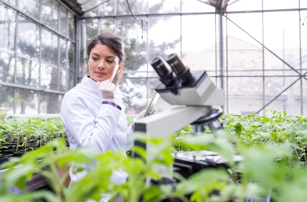 若いかなり女性の農学者は タブレットや温室内の顕微鏡に取り組んで白いコートで 植物のケアと保護の概念 — ストック写真