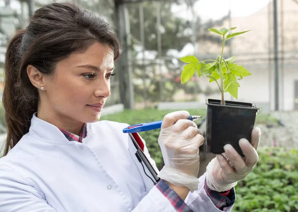Pretty Young Woman Agronomist Holding Seedling Flower Pot Greenhouse Writing — Foto de Stock