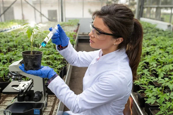 Giovane Bella Agronomo Donna Che Applica Sostanze Chimiche Germogliare Ricerca Foto Stock