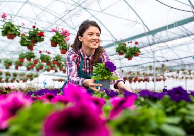 Önlüklü güzel bir kadın çiçek açarken saksıda çiçeklerle çalışıyor.