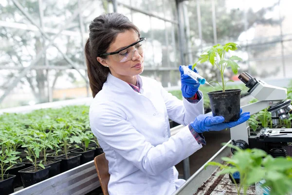 年轻漂亮的女农艺师应用化学品进行温室植物保护研究 — 图库照片