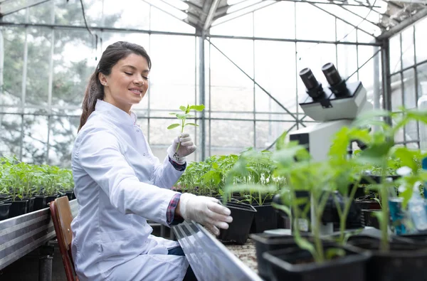 穿着白衣的年轻漂亮的女农学家在温室的显微镜前与芽一起工作 植物护理和保护概念 — 图库照片