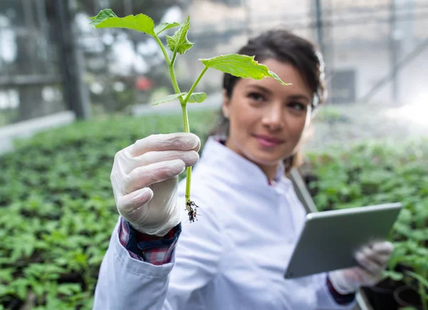 かなり若い女性農学者はキュウリの苗を見て 温室でタブレットを持っています 植物保護産業 — ストック写真