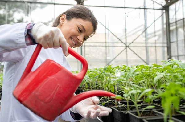 Bastante Joven Agrónoma Regar Plántulas Tomate Agua Puede Invernadero — Foto de Stock