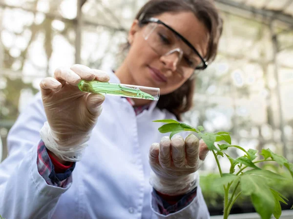 若いきれいな女性の農学者は 温室内の花の鍋に苗の葉に化学物質を注ぎます 植物保護実験 — ストック写真