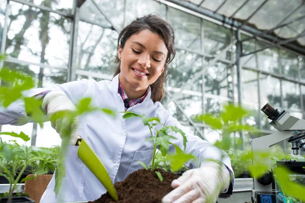 笑顔の成功した若い温室の所有者は彼女の手の中にトロールを保持し 手袋を着用しながらトマトの苗を植えます — ストック写真