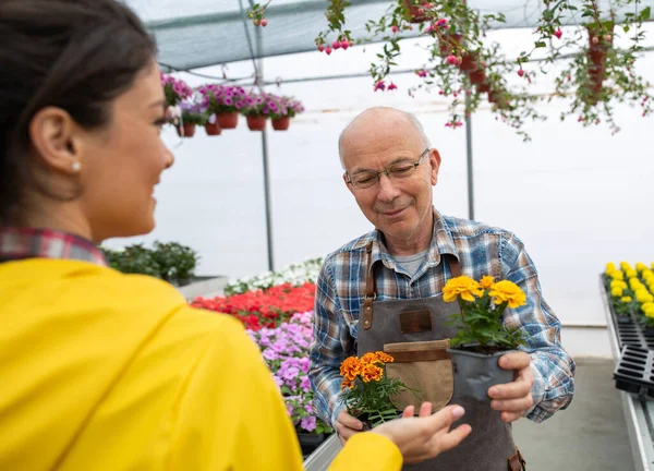 Older Man Glasses Greenhouse Holding Pot Flower Hands Woman — Foto de Stock