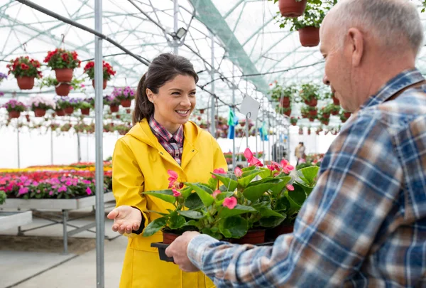Man Greenhouse Holding Potted Flowers Showing Progress Smiling Young Woman — Foto de Stock