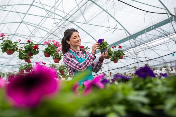 Jardinera Profesional Sonriente Cultivando Flores Invernadero Fertilizando Comprobando Crecimiento Suelo — Foto de Stock