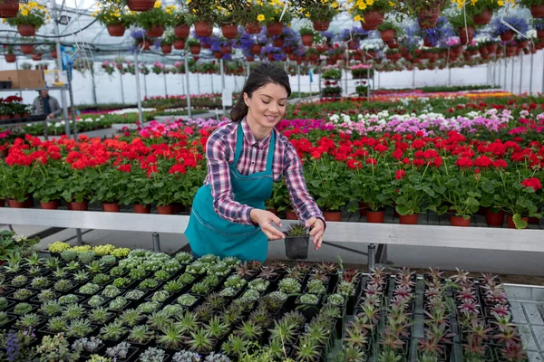 Florista Femenina Profesional Cultivando Suculentas Invernadero Mientras Usa Delantal Jardín — Foto de Stock