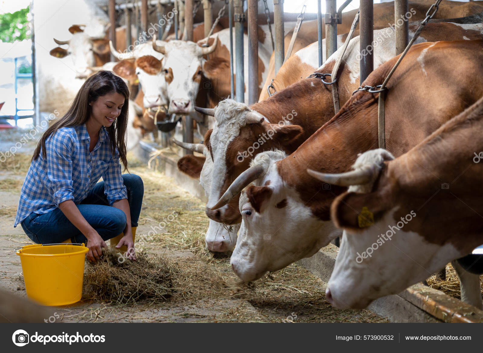 Young Farmer Milking Cows