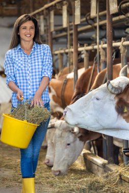 Güzel çiftçi kadın ahırda saman ve Lucerne ile inekleri besliyor.