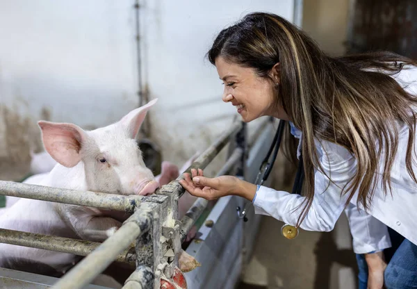 Молодая Красивая Женщина Ветеринар Обнимает Поросенка Свиной Ручке Ферме — стоковое фото