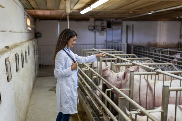 Pretty Young Woman Veterinarian White Coat Standing Sows Pigpen — Stock Photo, Image