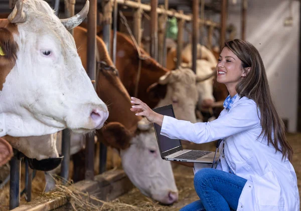 Woman Veterinarian White Coat Looking Laptop Cows Stable Stock Picture