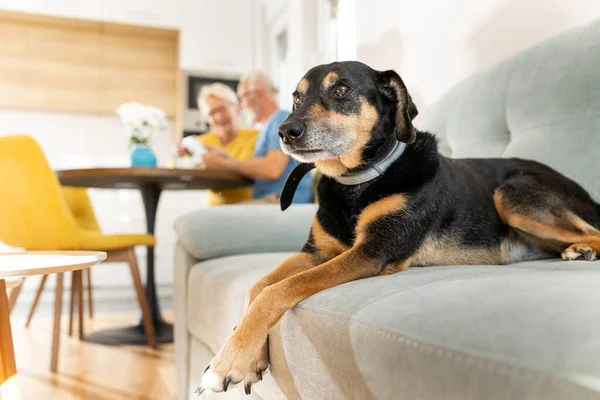 Netter Hund Liegt Auf Sofa Während Besitzer Esstisch Der Küche — Stockfoto