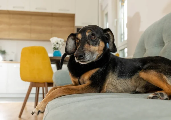 Χαριτωμένο Σκυλί Ξαπλωμένο Στον Καναπέ Στο Διαμέρισμα Φιλικό Προς Σκυλιά — Φωτογραφία Αρχείου
