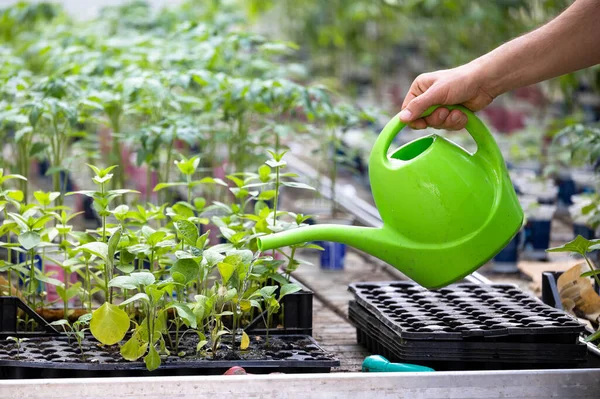 Close Farmers Hand Watering Sprouts Flower Pots Watering Can Greenhouse — Stockfoto