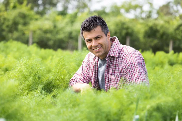 Portrait of handsome man agronomist crouching in anise field and monitoring plant growth