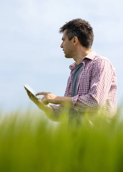 Low Angle Conceived Farmer Tablet Standing Wheat Field Spring Time — Stockfoto