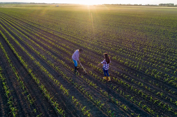 Aerial Image Senior Farmer Hoeing Corn Field Business Woman Supervising — Foto Stock