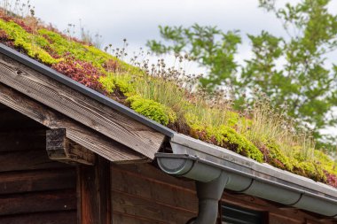 Close up of green roof, tiles covered with plants