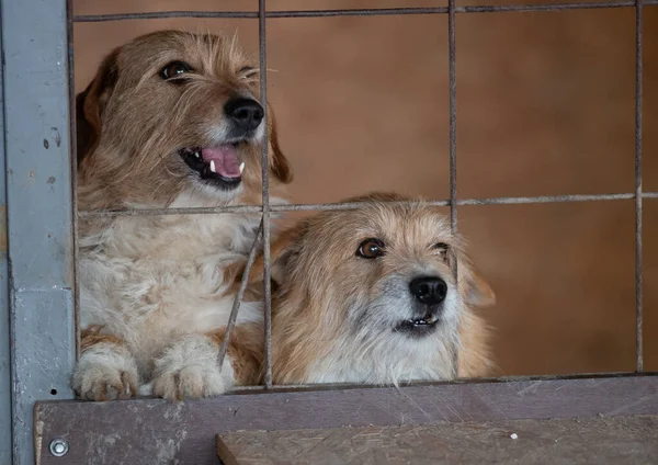 Cute abandoned dogs standing behind bars in asylum for vagabond hounds and begging for attention, care and love