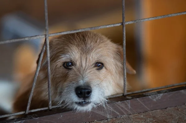 Cute Abandoned Dog Standing Bars Asylum Vagabond Hounds — Fotografia de Stock