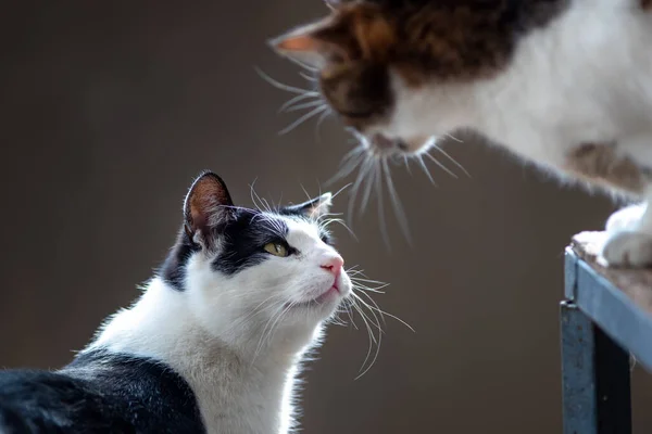 Two Cute Cats Communicating One Floor Other Chair — Stock Fotó