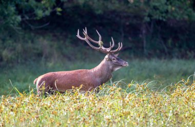 Kızıl geyik (Cervus elaphus), ormanda çayırda yürüyen boynuzları olan geyik. Doğal yaşam ortamında vahşi yaşam 