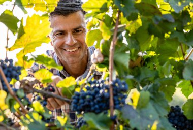 Çekici olgun bir adam yaz mevsiminde tarlada üzüm bağlarını, üzüm bağlarını ve sağlık durumunu kontrol ediyor.