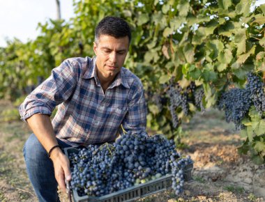 Yaz mevsiminde üzüm kasasında üzüm taşıyan çekici olgun bir adam.