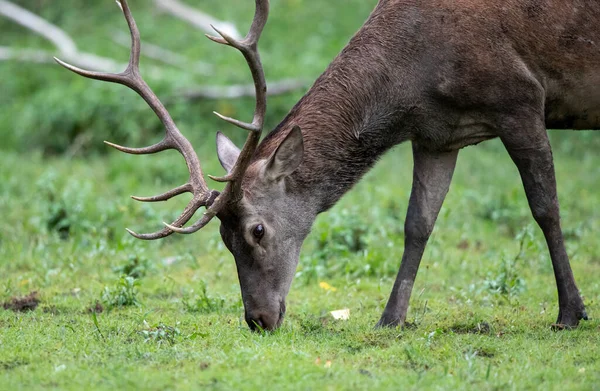 Retrato Ciervo Rojo Cervus Elaphus Con Astas Pastando Bosque — Foto de Stock