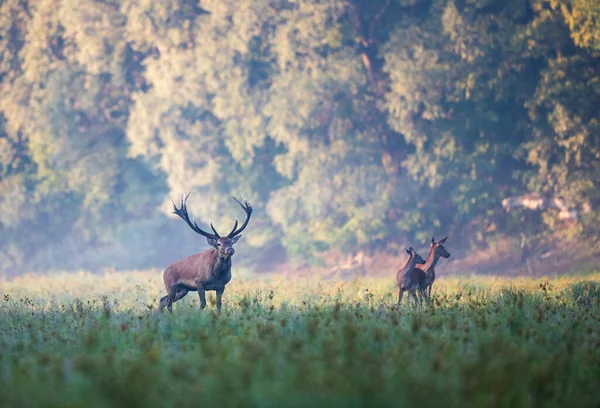 在交配季节 红鹿和大鹿角在森林草地上的两只雌鹿旁边咆哮 自然生境中的野生动物 — 图库照片