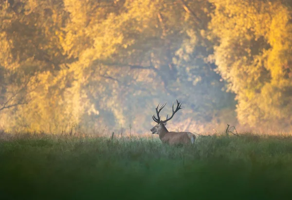 Veado Vermelho Com Grandes Chifres Rugindo Prado Floresta Época Acasalamento — Fotografia de Stock