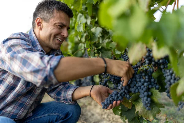 Atraente Homem Maduro Colhendo Uvas Maduras Vinha Hora Verão — Fotografia de Stock