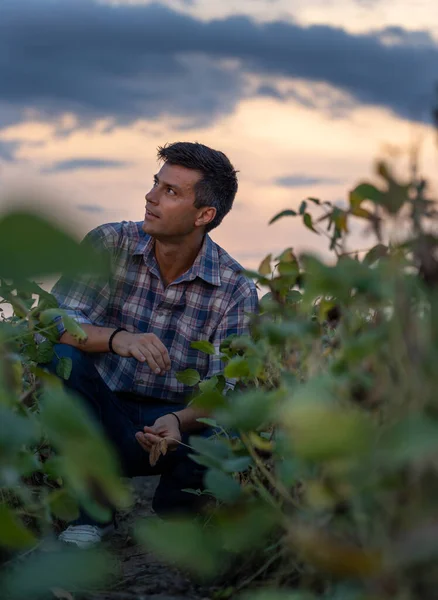 Handsome farmer crouching in soybean field, looking at clouds, checking weather and worrying about crop quality in late summer time