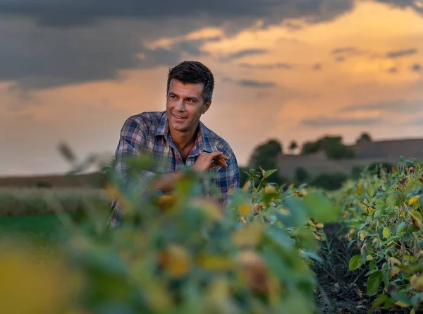 Красивый Фермер Приседает Соевом Поле Проверяет Качество Урожая Конце Лета — стоковое фото