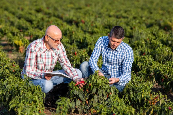 Dva Dospělí Farmáři Krčí Chilli Papričkách Pole Kontrolu Růstu Kvality — Stock fotografie