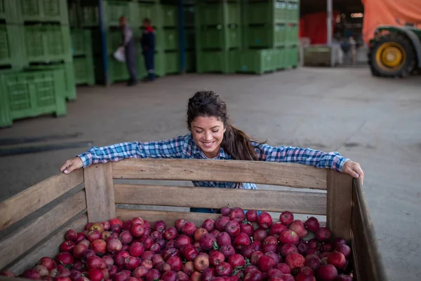 Pretty Satisfied Farmer Woman Hugging Big Crate Full Red Ripe — Stock Photo, Image