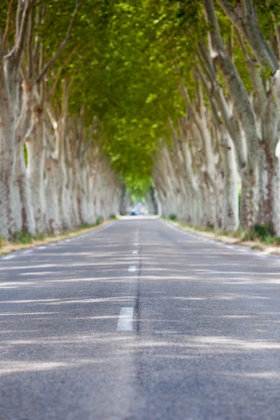 Zomer alley — Stockfoto