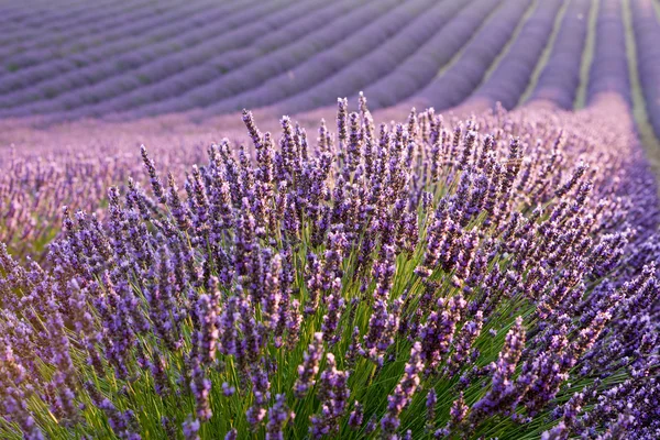 Campo de Levander ao nascer do sol — Fotografia de Stock